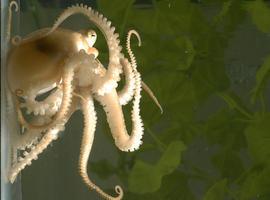 El genoma del pulpo revela la complejidad del 'alien' de los mares