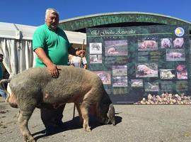 Dos pura raza, 'Santirso' y 'Quico', triunfan en el VII  Concurso Nacional Gochu Asturcelta 
