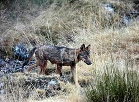 Abre el 'Centro del Lobo Ibérico' en Sierra de la Culebra (Zamora)