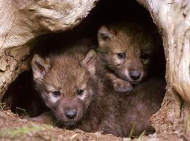 ANADEL denuncia la cacería de una loba de 16 meses en Lagos de Covadonga