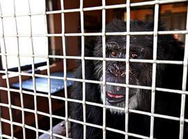 'Indultados' los últimos chimpancés víctima de experimentos médicos en EEUU 