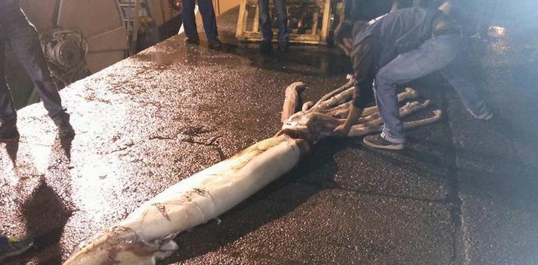 Un Architeuthis dux de 150 kilos capturado en aguas de Lastres