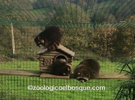 El Zoo de Oviedo 'inverna' desde el martes próximo a la primavera
