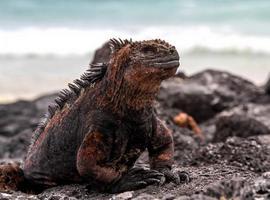 La misión científica de la National Geographic 'excava' en las Galápagos de Darwin