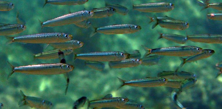 Descartes de pescado, remedio barato contra la hipertensión