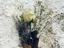  Actu d'Homenaxe a Andrés Solar