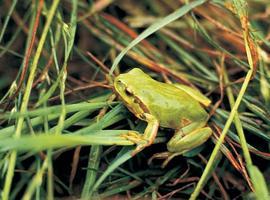 España apuesta por el uso sostenible del Patrimonio Natural y la Biodiversidad