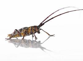 Un hongo podría controlar al insecto que 'marchita' los pinos