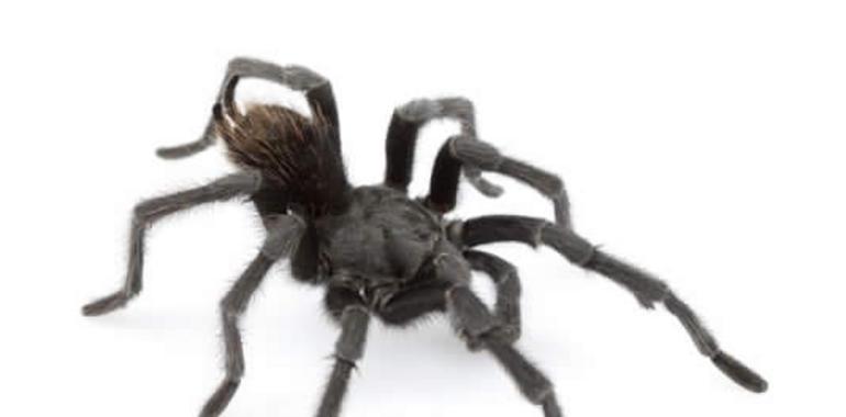 Una nueva tarántula será la especie 