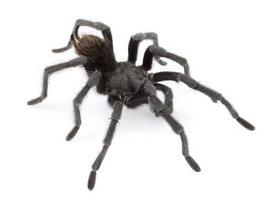 Una nueva tarántula será la especie ' Johnny Cash'