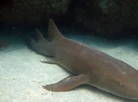 El tiburón más vago del mundo se gana la vida tan ricamente