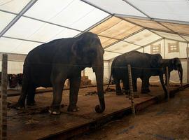 Gijón prohibe los espectáculos circenses con animales, con la oposición del PP