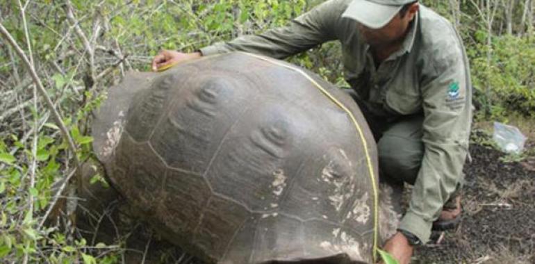 Censo de tortugas en Volcán Sierra Negra 