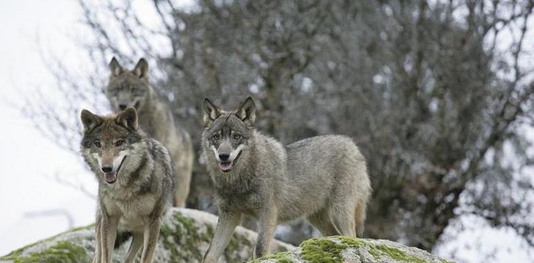 La expansión del lobo ibérico disminuye en España