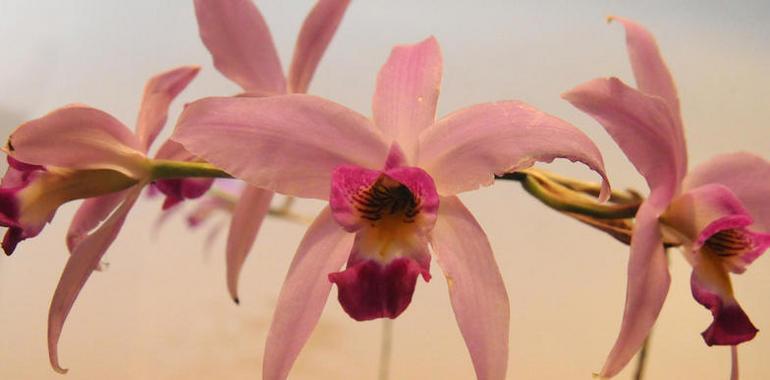 Orquídeas: Desarrolla Semarnat Plan de Manejo para Uso Sustentable 
