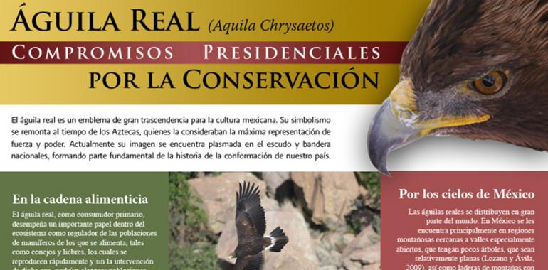 El Águila Real se recupera en México. Asturias Mundial