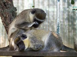 El zoo de Oviedo reabre mirando a la primavera y con los accesos limpios