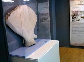 Más de 10.000 visitantes en la muestra 'Llanes y las ballenas'