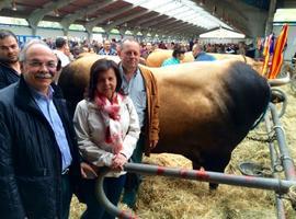 La 'Roxa' (Asturiana de los Valles) alcanza las 196.000 cabezas