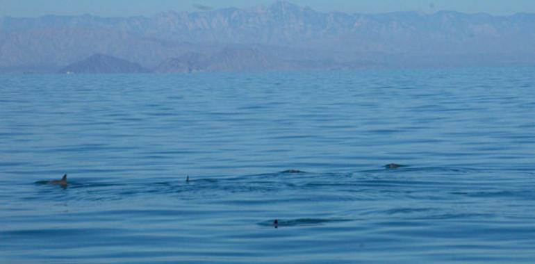 Avistamiento de nueve ejemplares de Vaquita Marina en las Rocas Consag