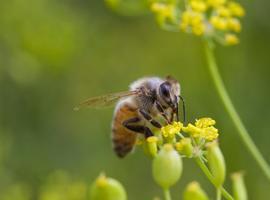 Duelo entre abejas para polinizar las flores del melón