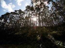 ENCE piensa importar eucalipto desde Guipúzcoa a Asturias para dinamizar al País Vasco