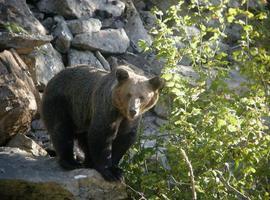 Asturias catea en el Naturómetro de WWF con otras seis autonomías