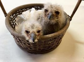 Dos 'Coruxos' crían a dos aguiluchos en el Zoo de Oviedo