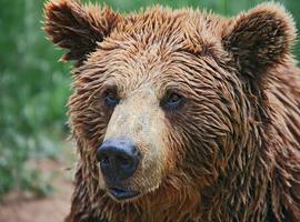 Un oso 'osado' causa una intensa búsqueda en la comarca de Cabárceno