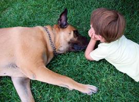 Perros y humanos comparten también la lucha contra el cáncer