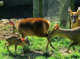 Nace un bambi en el zoológico de Oviedo