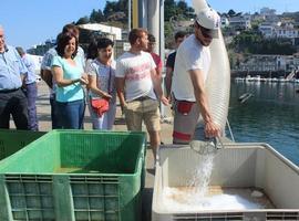 Luarca estrena nevería de 15 Tn al día: ¿será por hielo?