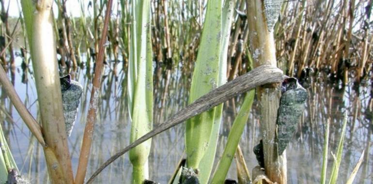 Caracoles de océano a océano