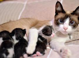 Gatas 'supermadre' y gatos 'pasota'