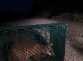 El hambre lleva a los zorros a 'patrullar' por Egea de los Caballeros