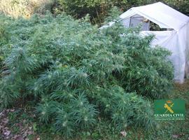 Detenido un lenense en Carabanzo como presunto responsable de 102 plantas de 'maría'