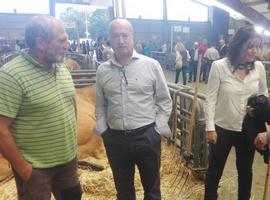 El PP pide controlar los jabalíes 'que nos van a comer'