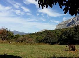 Una bisonte europeo pasta desde hoy en el Parque de la Prehistoria de Teverga