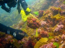Seis mil 'oricinos' para la mar de Cudillero