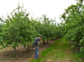 Algunos llagares adelantan la cosecha de la manzana