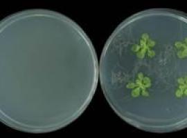 Demuestran que microorganismos nocivos para las plantas fomentan su crecimiento