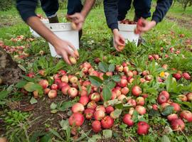 Manzana de restallu para la cosecha de Sidra de Manzana Seleccionada