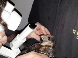 Aguilucho recuperado en el 'zoo de Oviedo' será operado de cataratas