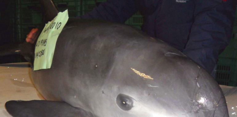 Sólo 30 seres separan la vaquita marina de la extinción planetaria
