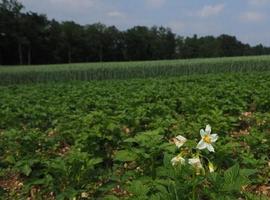 La polilla guatemalteca infecta ya las patatas de 7 concejos de Asturias