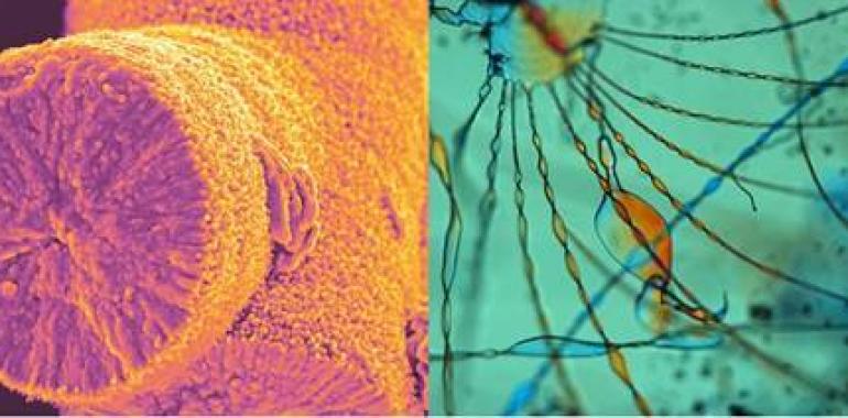 CSIC: Los biomorfos dan pistas sobre el origen de la vida en la Tierra