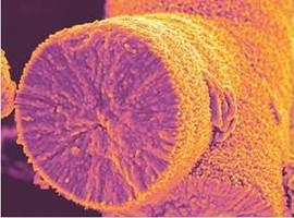 CSIC: Los biomorfos dan pistas sobre el origen de la vida en la Tierra