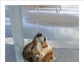Hallados 2 lobos muertos en un parking de Arriondas