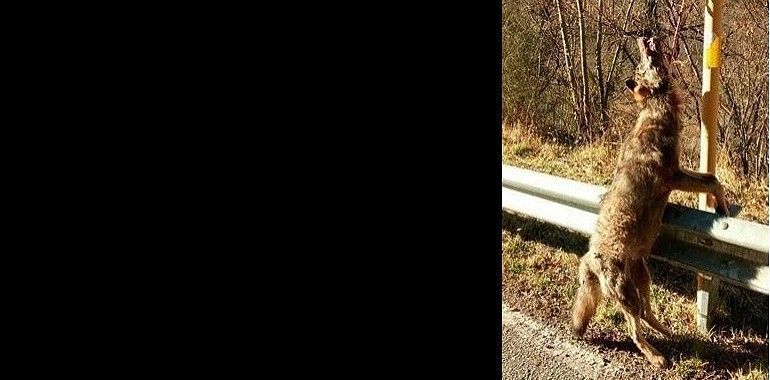 Aparece otro lobo más ahorcado en Las Ubiñas