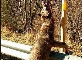 Aparece otro lobo más ahorcado en Las Ubiñas